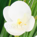 Springos Umělá orchidej v květináči - 44 cm - bílá