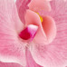 Umělá orchidej v květináči - 56 cm - růžová