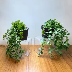 Umělá rostlina - v květináči, plazivá - 16 x 26 cm